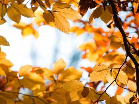 文章中添加幻燈